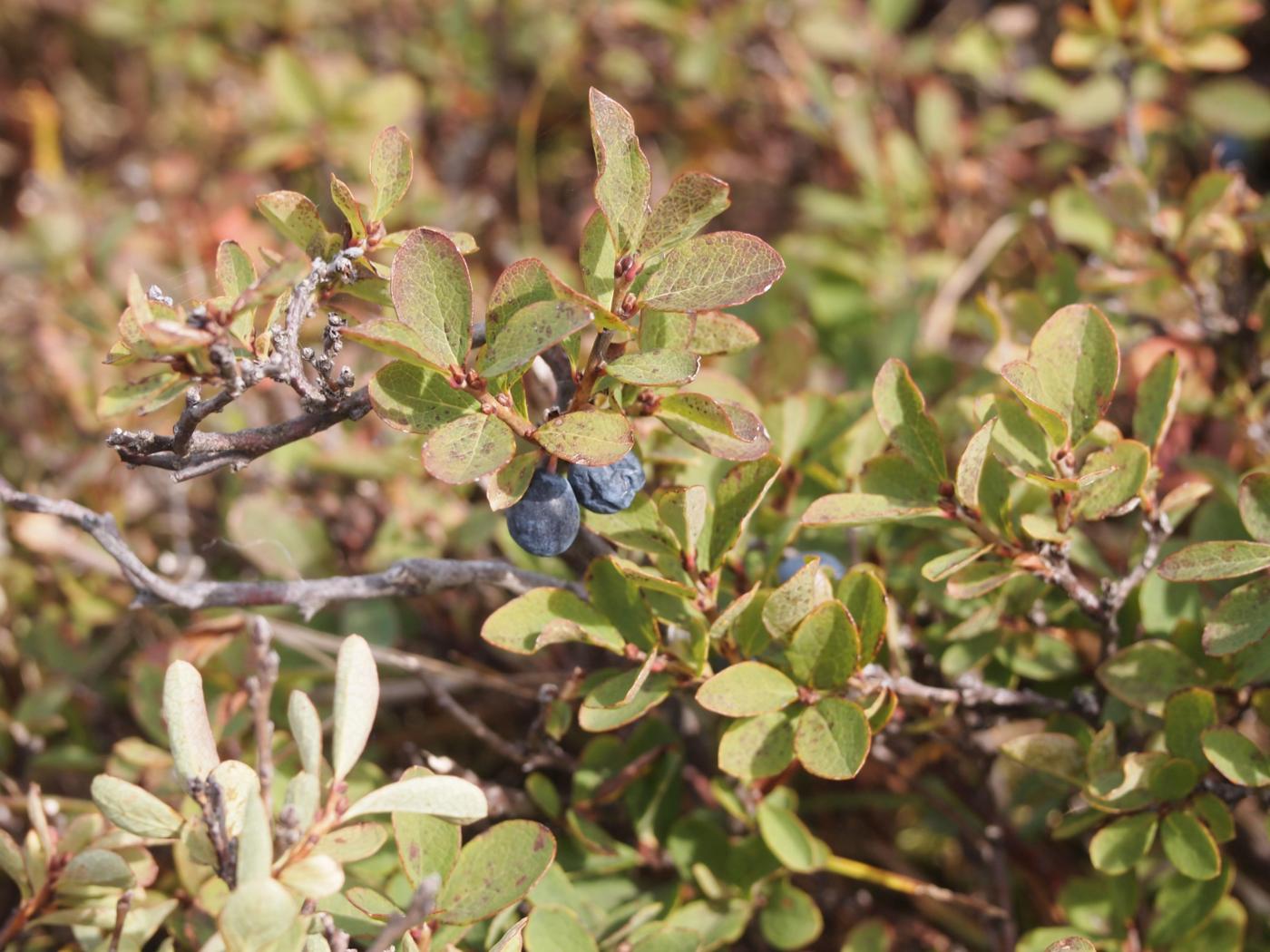 Bilberry, Bog plant